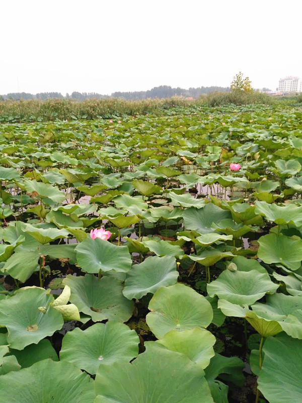 麻豆传媒三级片厂家-山东国康微山岛骑行一日游